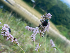 Popillia japonica