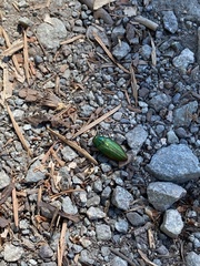 Buprestis aurulenta