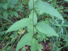 Eurybia furcata