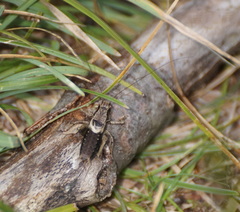 Pholidoptera griseoaptera