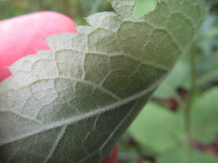 Eurybia furcata