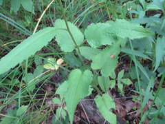 Eurybia furcata
