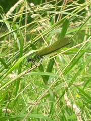 Calopteryx