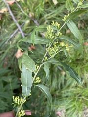 Solidago ulmifolia