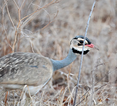 Eupodotis senegalensis