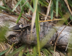 Pholidoptera griseoaptera