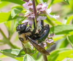 Xylocopa virginica texana