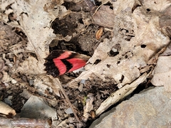 Catocala sponsa