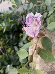 Capparis