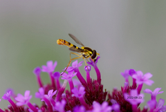 Sphaerophoria philanthus