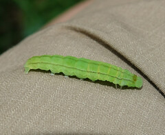 Scoliopteryx libatrix