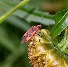 Corizus hyoscyami