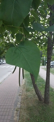 Catalpa