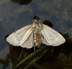 Amphipyra pyramidea