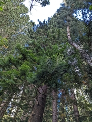Araucaria columnaris