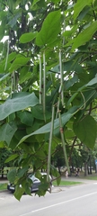Catalpa