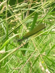 Calopteryx