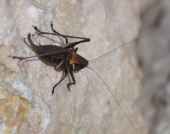 Pholidoptera aptera