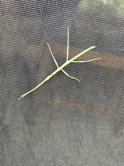 Diapheromera femorata