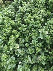 Nasturtium officinale