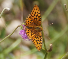 Argynnis adippe