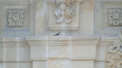 Ptyonoprogne rupestris