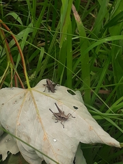 Pholidoptera griseoaptera