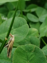 Agriphila inquinatella