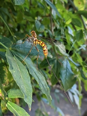 Megarhyssa greenei
