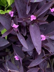 Tradescantia pallida