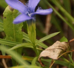 Gentianopsis ciliata