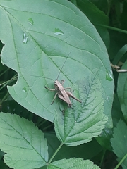 Pholidoptera griseoaptera