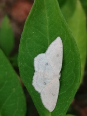Cyclophora albipunctata