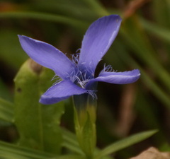 Gentianopsis ciliata