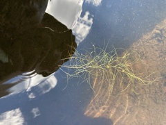 Potamogeton bicupulatus