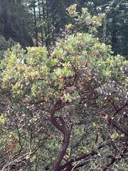 Arctostaphylos columbiana
