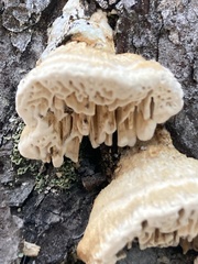 Pycnoporellus alboluteus