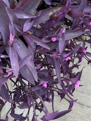 Tradescantia pallida