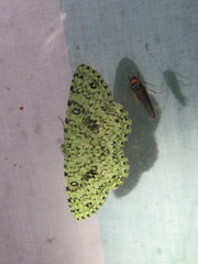 Ophthalmitis viridior