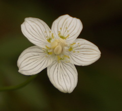 Parnassia palustris