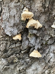 Pycnoporellus alboluteus