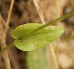 Parnassia palustris