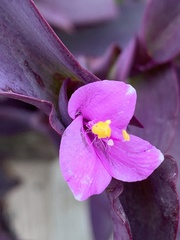 Tradescantia pallida