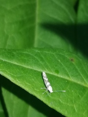 Argyresthia goedartella