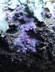 Punctularia atropurpurascens