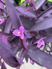 Tradescantia pallida