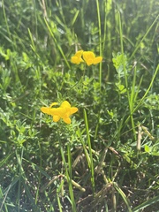 Lotus corniculatus