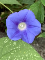 Ipomoea hederacea