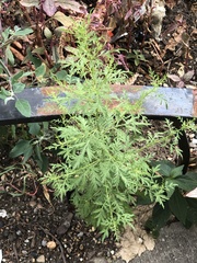 Artemisia annua