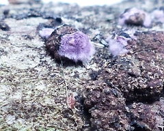 Punctularia atropurpurascens